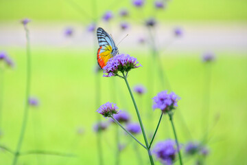butterfly on a meadow