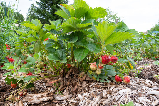 Cultiver ses propres fraises au potager : fraisier et grosses fraises bien rouges