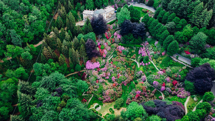 Aerial view of colorful blooming rhododendron shrubs among the trees in the Oasi Zegna, natural...