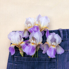 Beautiful bouquet of purple irises in a jeans pocket