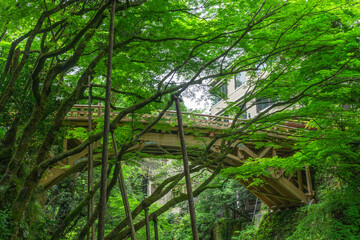 Kohrogi Bridge, Bridge of Kakusenkei in Kaga City, Ishikawa, Japan. こおろぎ橋、鶴仙渓　石川県加賀市山中温泉