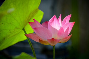 Obraz premium pink lotus flower