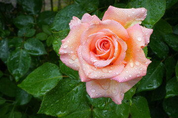 Rose mit nassen Blättern und Regentropfen,