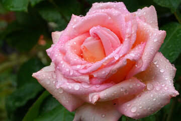 Rose mit nassen Blättern und Regentropfen,
