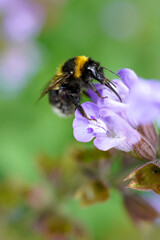 Hummel bestäubt eine Salbeiblüte 