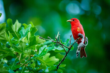 Summer Tanager Perched in a Tree (Red Bird) (Piranga rubra)