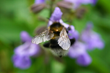 Hummel bestäubt eine Salbeiblüte 