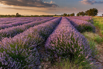 Fototapeta na wymiar Overview of a lavender field in southern france.