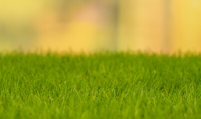 Lawn grass close-up on a background of greenery