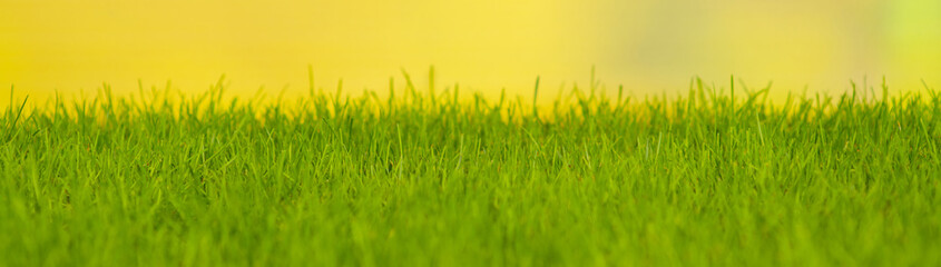 Lawn grass close-up on a background of greenery. Stretched panoramic image for banner
