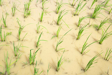 Seedlings in rice fields in rural areas of Thailand