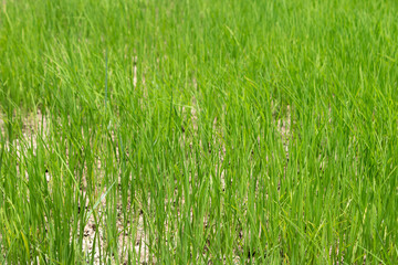 Obraz premium Seedlings in rice fields in rural areas of Thailand