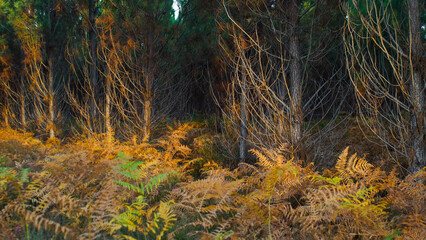 Rangées de pins landais, illuminées par la lumière du coucher de soleil
