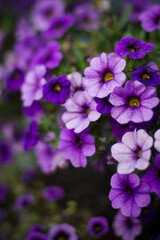 flowers in the garden, garden petunia