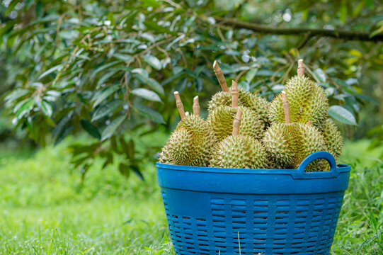 	
The harvested durians are cut and put in the blue basket in the garden, product quality for export, king of fruit in Thailand, for advertising concept