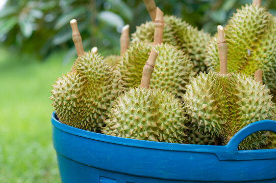 The harvested durians are cut and put in the blue basket in the garden, product quality for export, king of fruit in Thailand, for advertising concept 