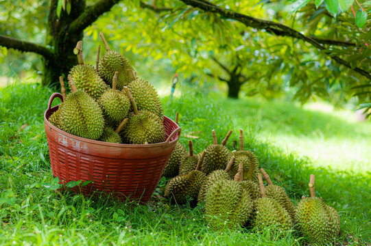 The harvested durians are cut and put in the red basket in the garden, product quality for export, king of fruit in Thailand, for advertising concept