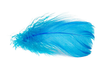Bird feather elegant blue isolated on the white background