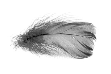 Bird feather elegant black isolated on the white background