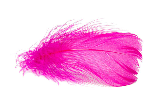 Bird feather elegant pink isolated on the white background