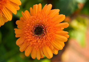 Close-up of the Guldavari flower in the park New Delhi India. 