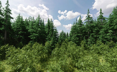 Fototapeta premium Pine and deciduous trees under a blue cloudy sky. 3D render.
