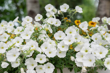 Blurred image of white petunia flowers in park background. Summer background.