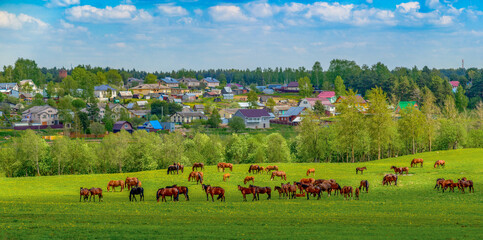 Fototapeta na wymiar A herd of horses in selective focus is grazing in a beautiful sunny valley on a flowering meadow near the village. Panoramic rural landscape.