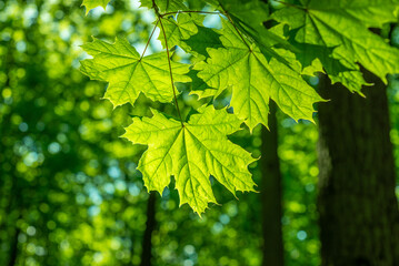 Fototapeta na wymiar Leaves in the forest, leafy background, green bokeh