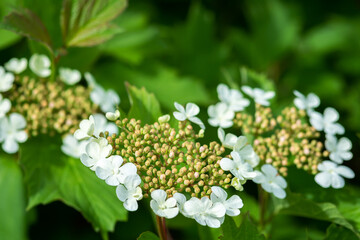 Flowering branches of viburnum vulgaris or red close-up