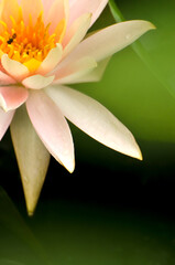 Blossoming waterlily flower in pond