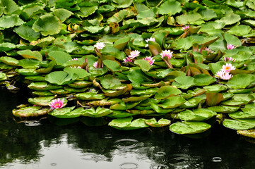 Blossoming waterlily flower in pond