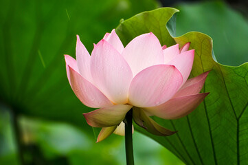 Blossoming lotus flower