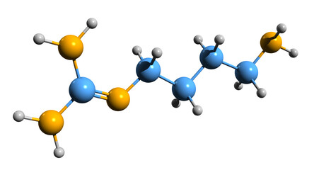 3D image of Agmatine skeletal formula - molecular chemical structure of aminoguanidine isolated on white background
