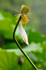 lotus flower petal with waterdrops