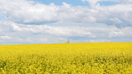 Yellow rapeseed field panoramic view with beautiul sky. Yellow field of flowering rape against blue sky with clouds. Natural landscape background. Summer landscape, blooming rapeseed field