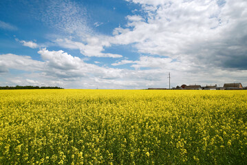 Yellow rapeseed field panoramic wide angle view with beautiul sky. Yellow field of flowering rape against blue sky with clouds. Natural landscape background. Summer landscape, blooming rapeseed field