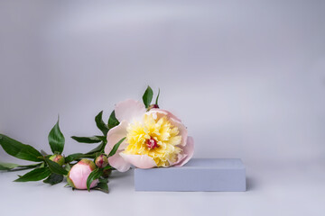 Podium for display cosmetic and goods with fresh spring flowers piony modern fashion style.