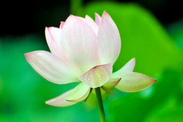 Blossoming lotus flower