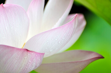 Fototapeta premium Blossoming lotus flower