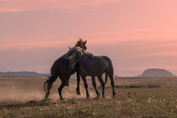Wild Horse stallions Fighting at Sunset in the Utah Desert