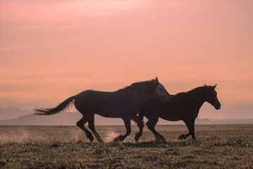 Fototapeta na wymiar Wild Horse stallions Fighting at Sunset in the Utah Desert