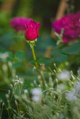 Obraz na płótnie Canvas Rose William Shakespeare variety in the garden