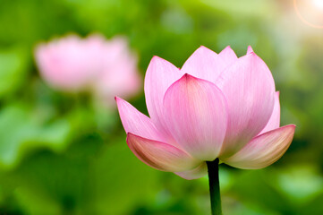 Fototapeta premium Blossoming lotus flower