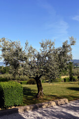 landscape in the hills of lake Bolsena Italy