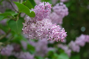 Obraz premium Lilac blooms in Koknese, Latvia