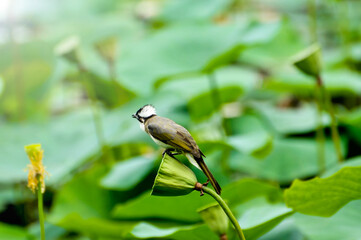 bird on a lotus seeds