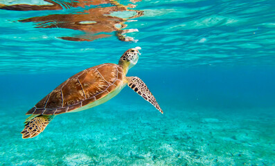 Obraz na płótnie Canvas Green sea turtle taking a breath of fresh air