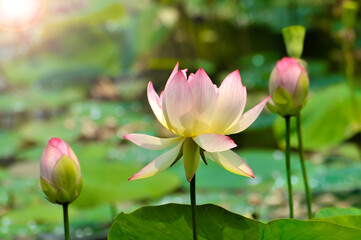 Blossoming lotus flower