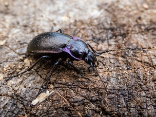 Macro of the Bronze ground beetle or bronze carabid (Carabus nemoralis) - a large, black ground beetle with coppery sheen and the edges of its elytra iridescent purple